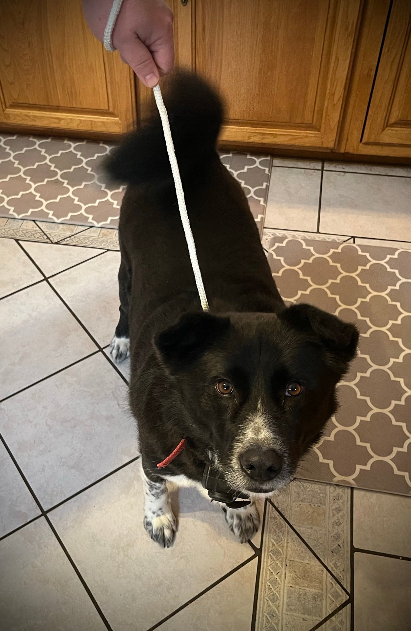 Dog training leash