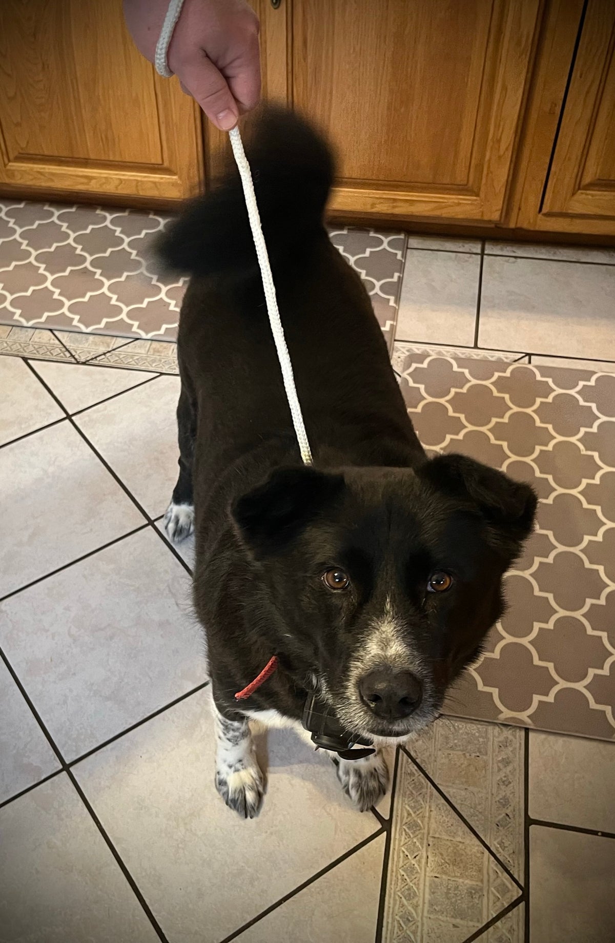 Dog training leash